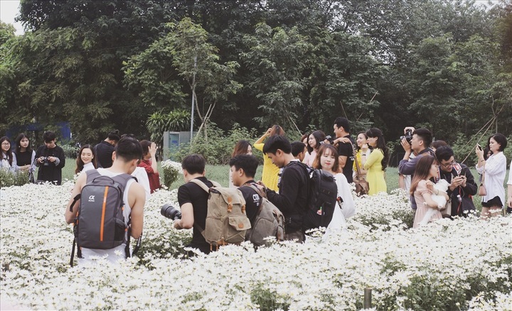 Hanoians flock to daisy garden for photos - 3
