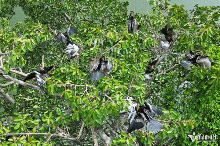 Rare bird flock found in Dong Nai - 3 Rare bird flock found in Dong Nai - 3