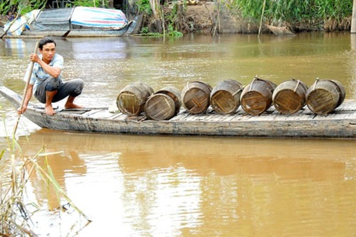 Declining Mekong water levels in flood season creates hardship in An Giang - 1 Declining Mekong water levels in flood season creates hardship in An Giang - 1