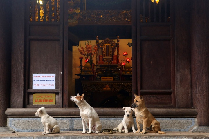Old temple on Truc Bach Lake worships dogs - 9