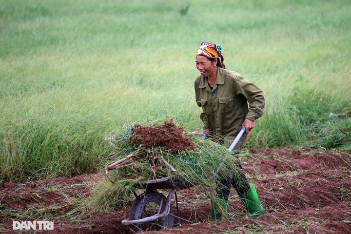 Hanoi's suburbs during ripening rice season - 5 Hanoi's suburbs during ripening rice season - 5