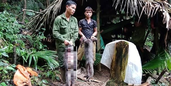 Five men arrested for killing langurs - 2 Five men arrested for killing langurs - 2
