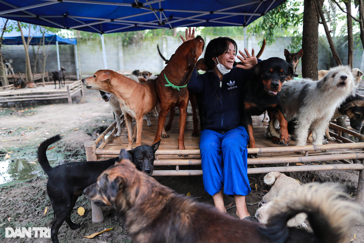 HCM City woman saves hundreds of dogs from slaughterhouses - 9