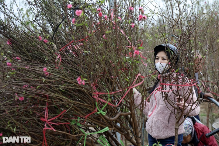 Early peach blossoms on Hanoi streets - 2