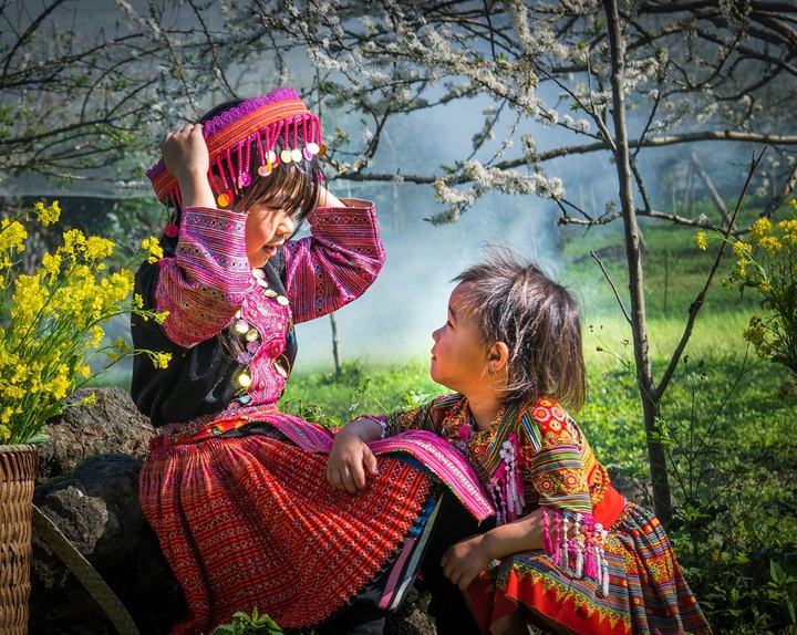 Plum blossoms in Moc Chau - 7