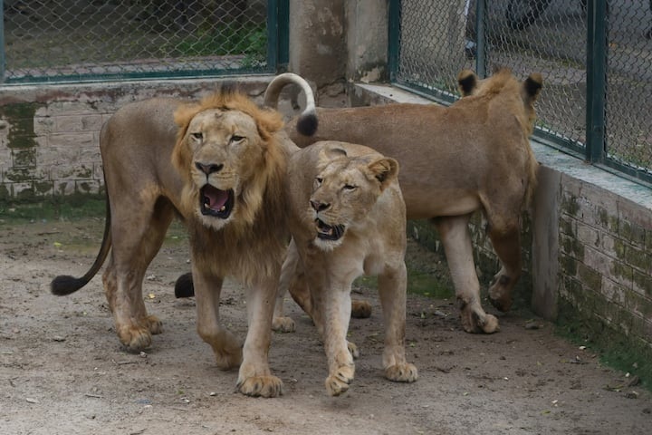 Pakistan zoo cancels lion auction, plans expansion instead - 1 Pakistan zoo cancels lion auction, plans expansion instead - 1