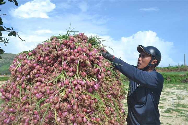 Ly Son seeks ways to better promote onions - 1 Ly Son seeks ways to better promote onions - 1