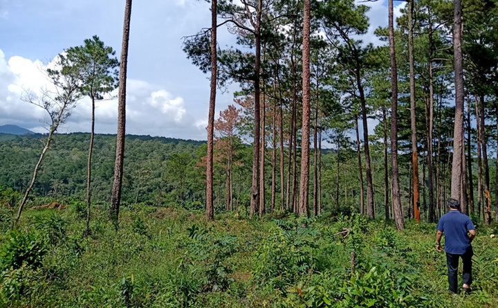 Pine forests destroyed due to violations in forest management - 5