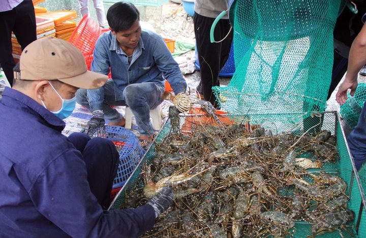 Lobster prices soar due to shortages in Phu Yen - 2