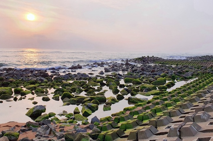 Visitors flock to green moss sea dyke in Phu Yen - 1