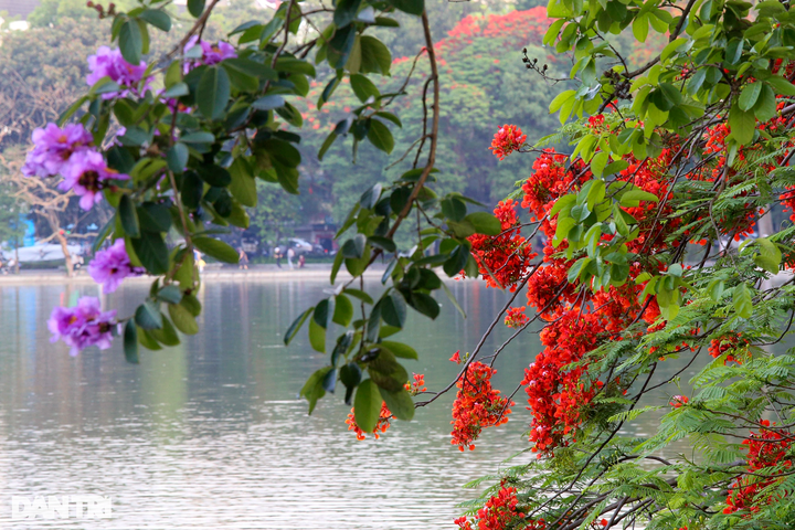 Iconic Hanoi lake wreathed with colourful summer flowers - 8