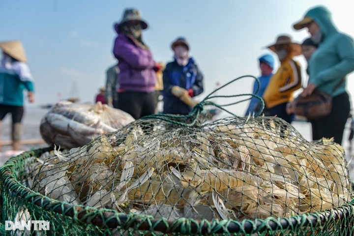 Nam Dinh fishermen enjoy big catches of mantis shrimp - 8