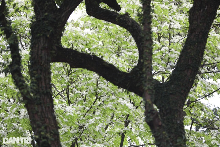 Hanoi streets bloom with white sua flowers - 3