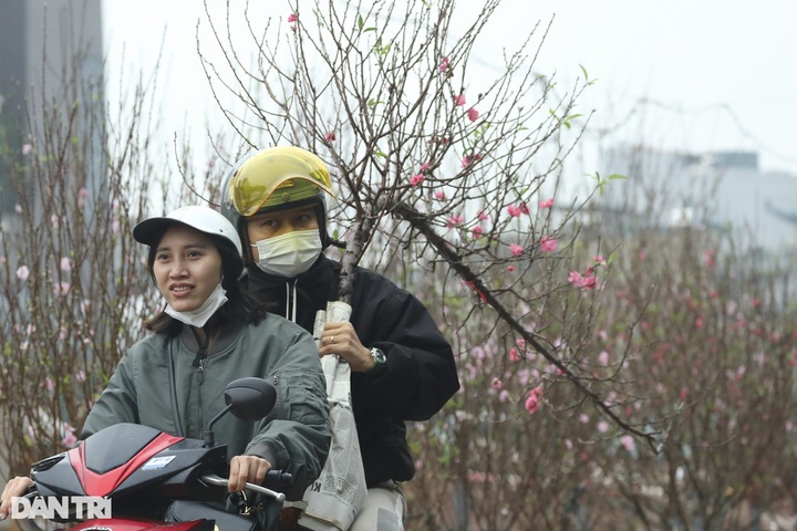 Early peach blossoms hit Hanoi streets - 8