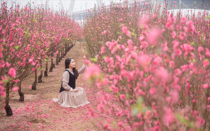 Early peach blossoms gardens in Hanoi attract visitors - 6