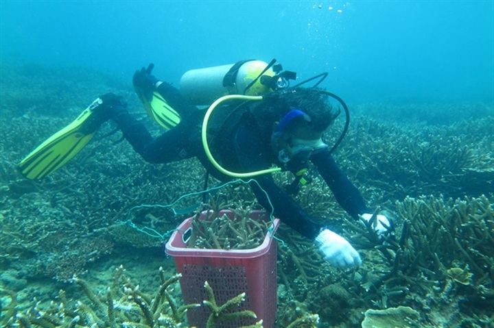Côn Đảo conservationists take steps to save coral - 1