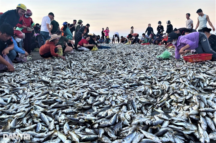 Ha Tinh fishermen enjoy big catches - 6