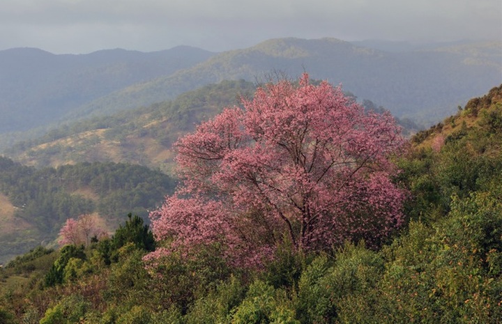 Da Lat stunning with wild Himalayan cherry - 5 Da Lat stunning with wild Himalayan cherry - 5