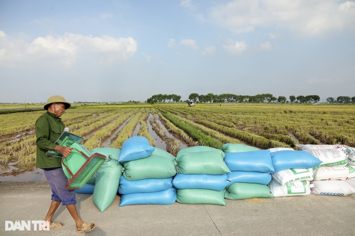 Rice harvest season in Hanoi’s suburbs - 5 Rice harvest season in Hanoi’s suburbs - 5