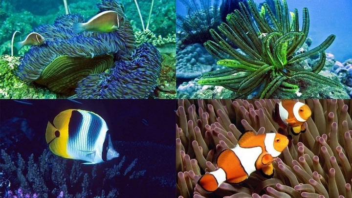 PM congratulates Cu Lao Cham on 10 years as UNESCO biosphere reserve - 1