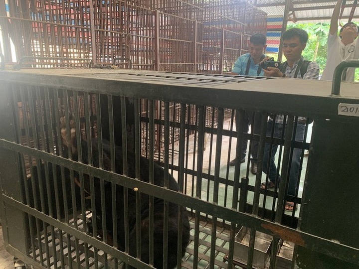 Caged bears rescued in Binh Duong - 3