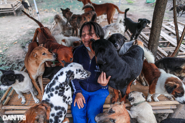 HCM City woman saves hundreds of dogs from slaughterhouses - 1