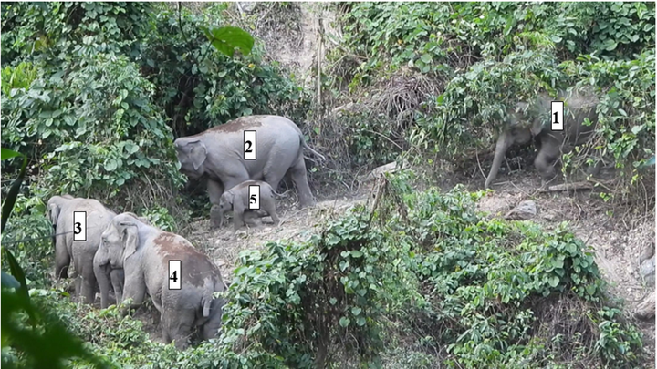 Herd of elephants spotted in Quang Nam forest - 1