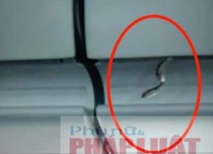 Snake found on Vietjet plane - 1