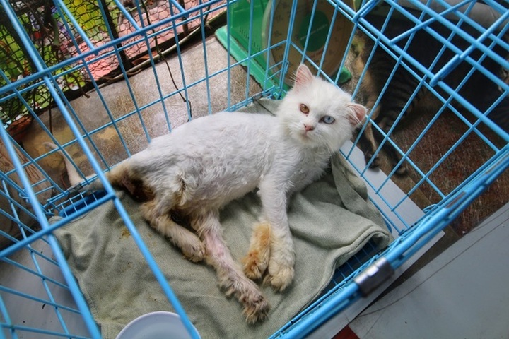 Hanoi woman offers home to abandoned cats - 3