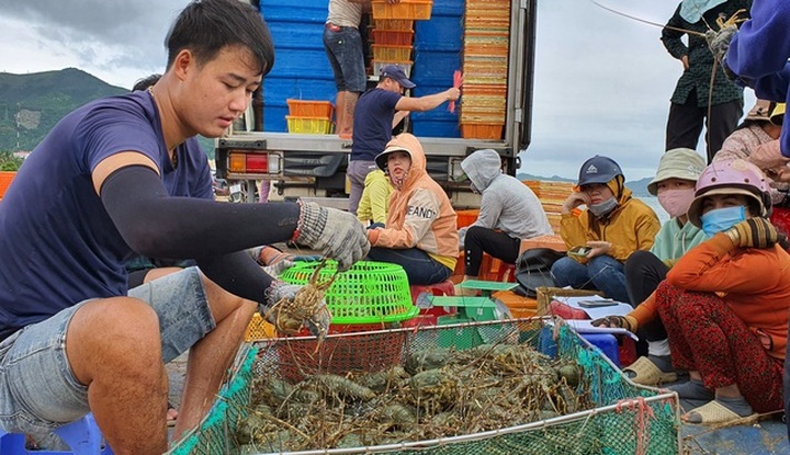 Lobster prices soar due to shortages in Phu Yen - 1
