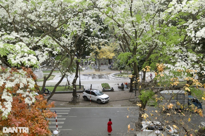 Hanoi streets bloom with white sua flowers - 8