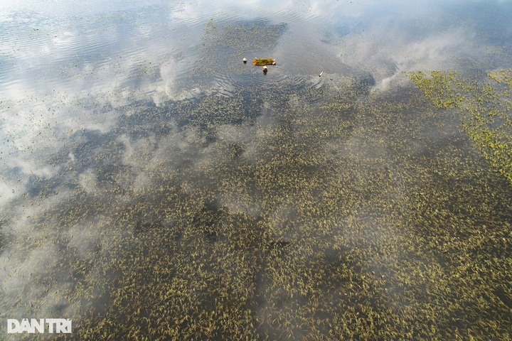 Hanoi’s submerged rice fields face wipeout - 6