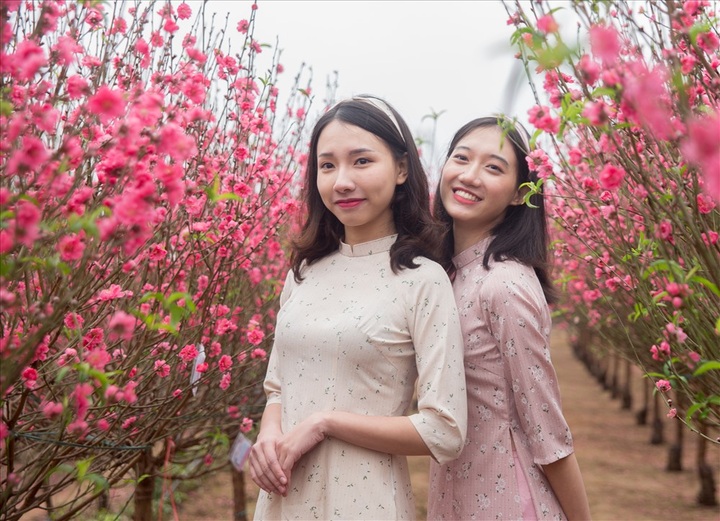 Early peach blossoms gardens in Hanoi attract visitors - 7