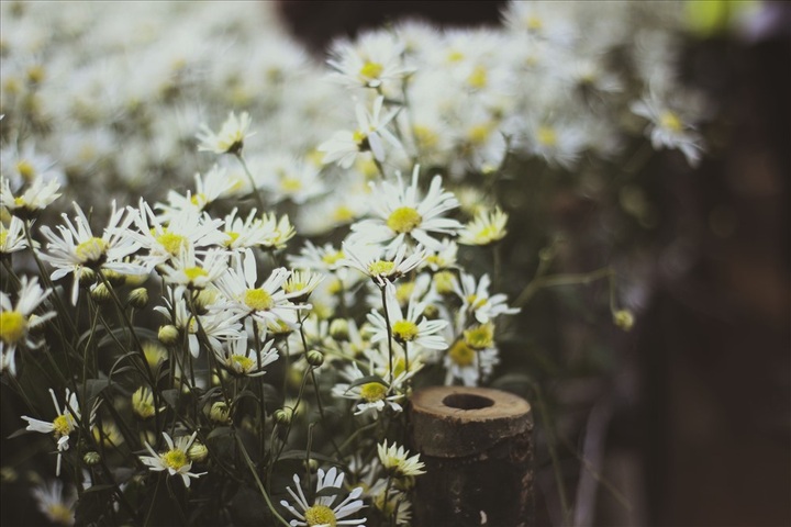 Hanoians flock to daisy garden for photos - 4