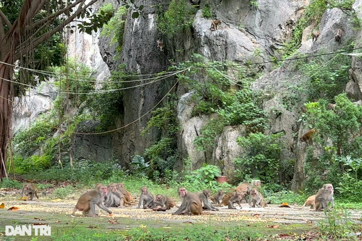 Hundreds of wild monkeys seek food at Thanh Hoa pagoda - 1 Hundreds of wild monkeys seek food at Thanh Hoa pagoda - 1