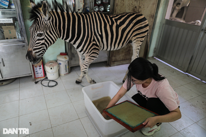 Saigon Zoo elephant dung used to make paper - 9 Saigon Zoo elephant dung used to make paper - 9