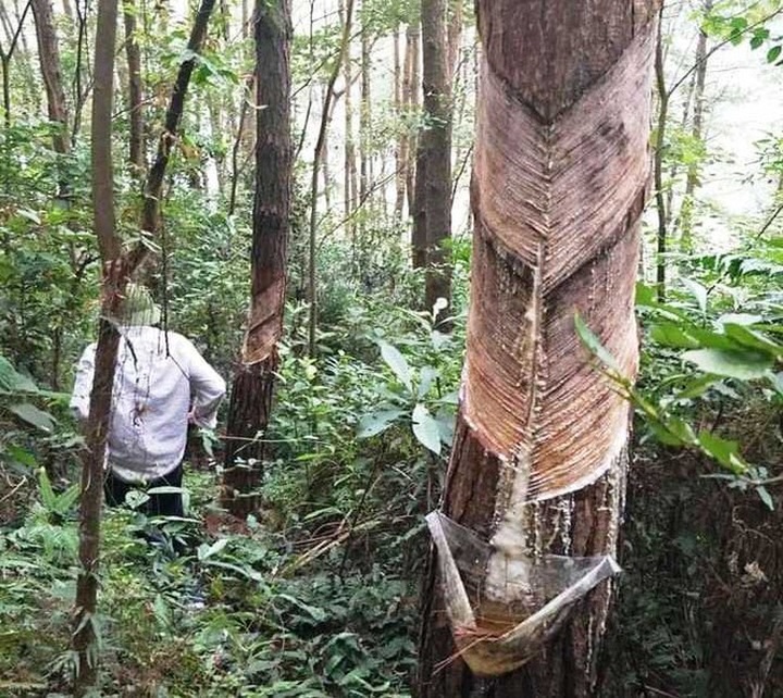 Tam Dao National Park pine trees illegally exploited - 1