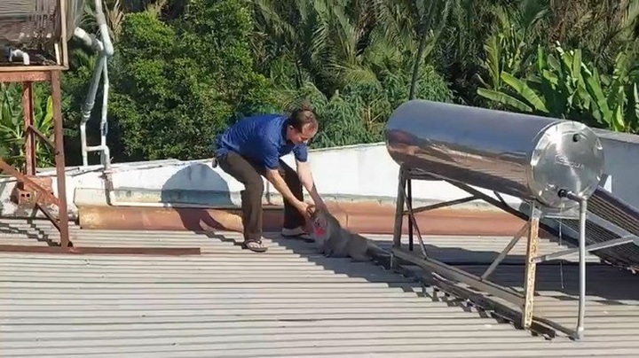 Disruptive HCM City monkey finally caught - 1