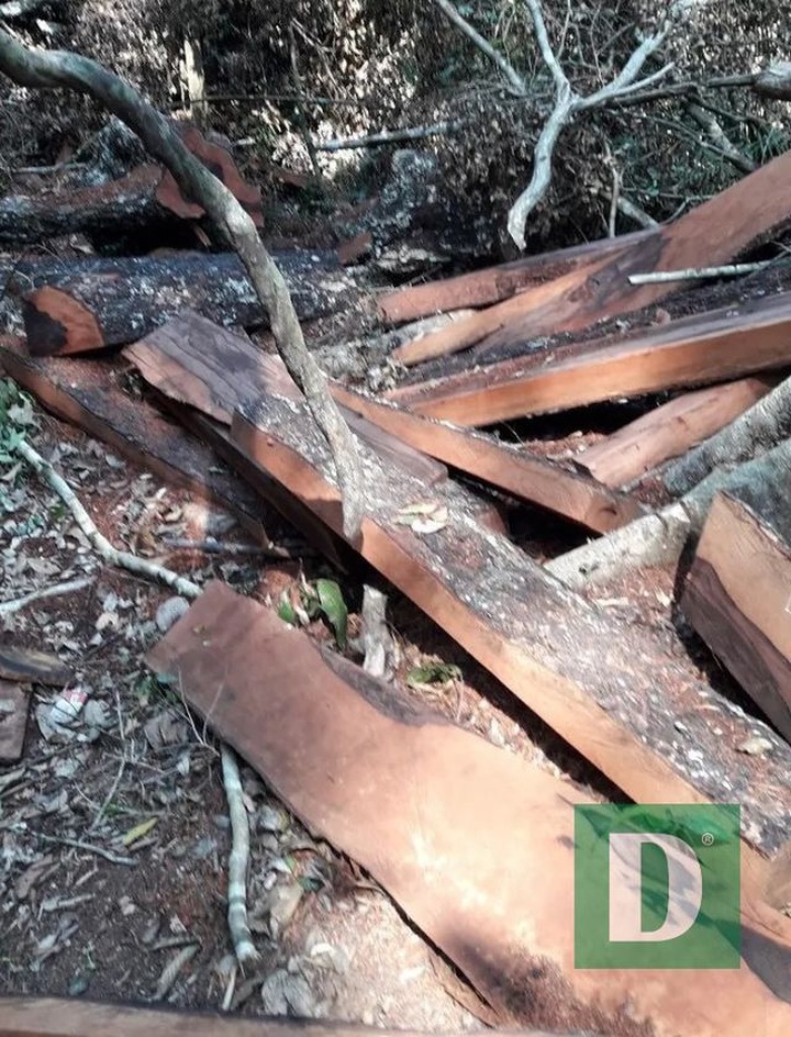 Border guards suspected of destroying in Phong Nha-Ke Bang forest - 1