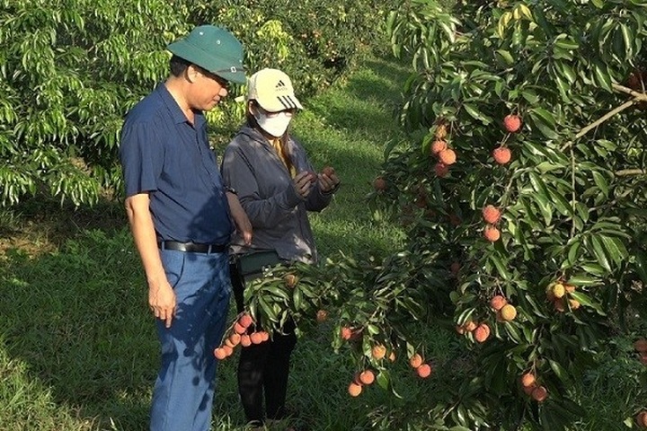 Vietnam’s first seedless lychee batch exported to the UK, Japan - 1