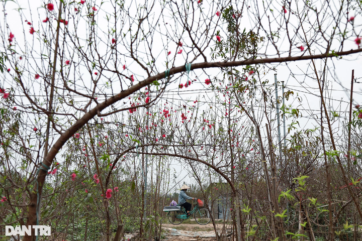 Early peach blossoms on Hanoi streets - 1