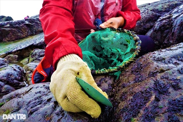 Seaweed season in Danang - 7