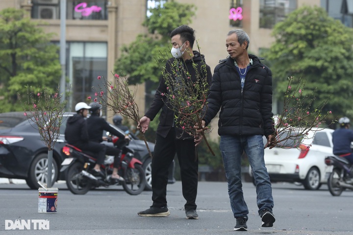Early peach blossoms hit Hanoi streets - 9