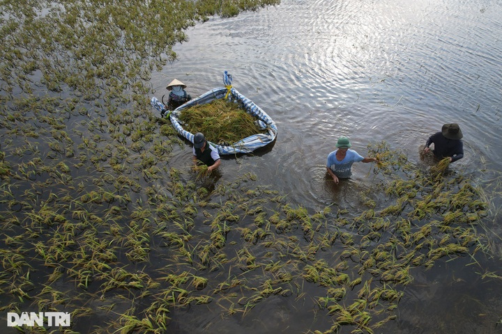 Hanoi’s submerged rice fields face wipeout - 5