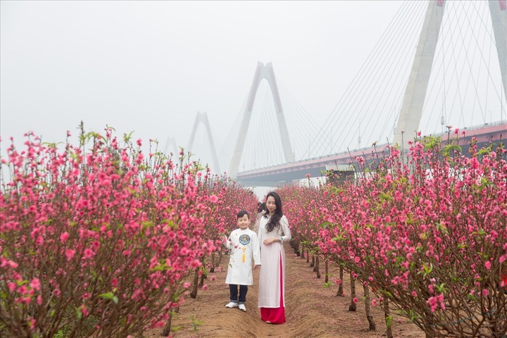 Early peach blossoms gardens in Hanoi attract visitors - 8