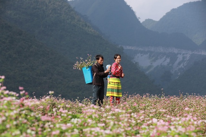 Ha Giang prepares for Buckwheat Flower Festival - 1