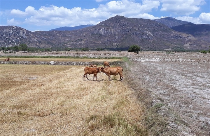 Ninh Thuận restructures agriculture to adapt to drought - 1 Ninh Thuận restructures agriculture to adapt to drought - 1
