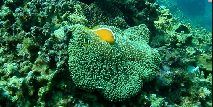 Ecosystem off Chàm Islands recovers after COVID-19 - 1