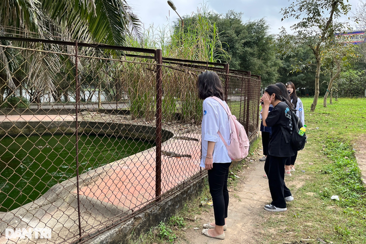 Nghe An Park seeks place to release crocodiles - 2 Nghe An Park seeks place to release crocodiles - 2