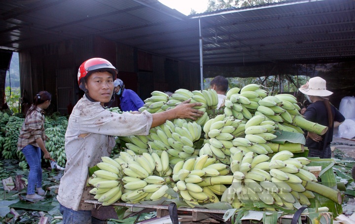Lai Chau banana market bustles again after China border gate reopens - 3